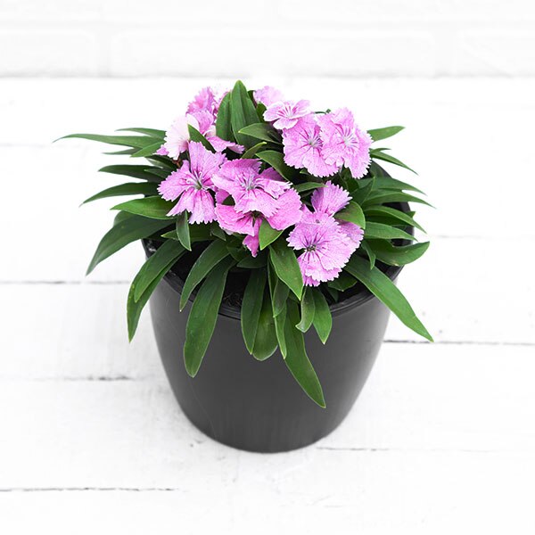 Dianthus (Pink) - Plant